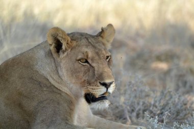 a lion laying in a grass in the savannah of namibia