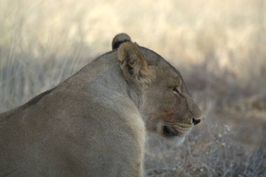 a female lion with a blurred background