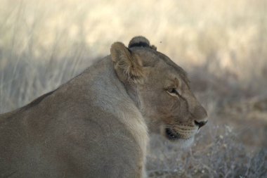 Kenya savanındaki aslan