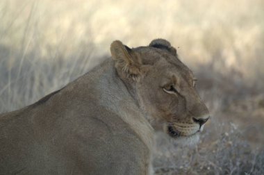 lion ( panthera leo ) male in the kruger park in south africa