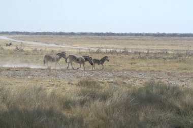Savanadaki bir grup vahşi at