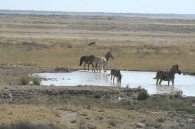 zebra in the etosha national park in namibia