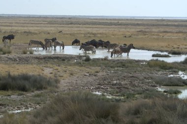 Savanada bir kuş sürüsü