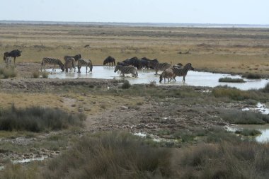 Suda vahşi bir at sürüsü