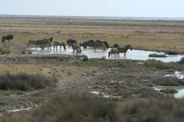 Kenya bozkırında zebra sürüsü