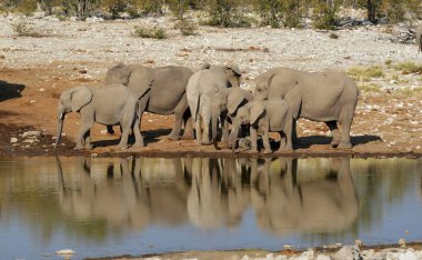 elephant drinking water at waterhole in etosha national park namibia