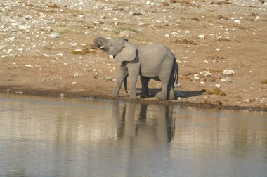 Etoşa 'daki fil suyu.