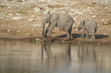 Afrika filleri su birikintisinde