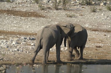 elephant drinking from the hole at the waterhole