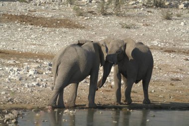 a group of elephants drinking