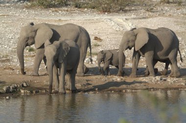 elephants at the african waterhole in the waterhole