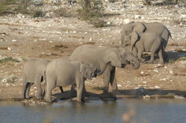 african elephant family drinking from the water