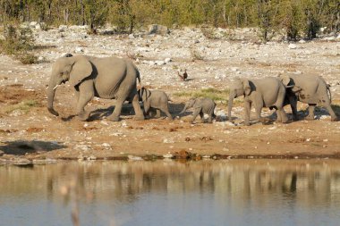 Hayvanat bahçesindeki fil