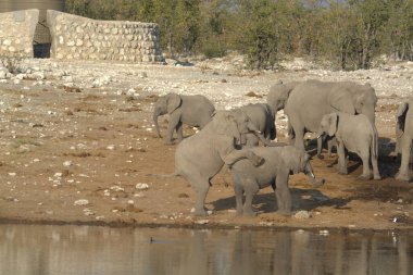 fil ailesi Hayvanat Bahçesi