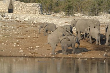 Namibya 'daki Etoşa Ulusal Parkı' nda filler