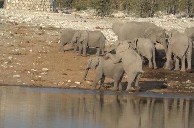 Afrika savanasındaki filler
