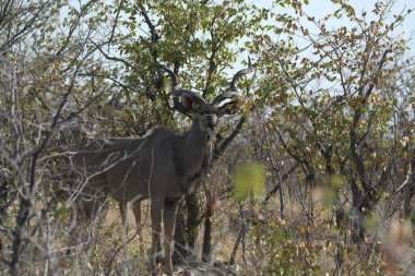 Güney Afrika 'daki Kruger Ulusal Parkı' nda erkek akudu.