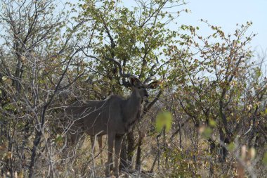 african bush deer ( kruger park national park ), south africa