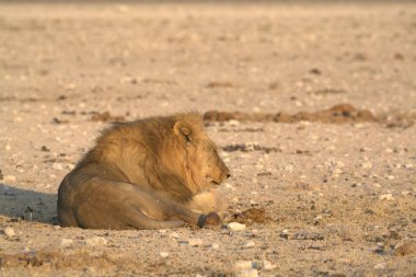 a lion laying in a dry sand in the sun.
