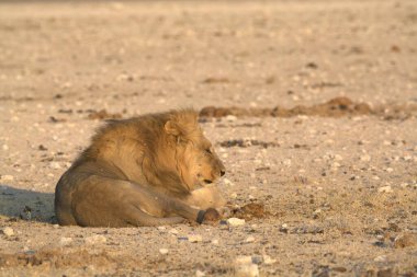 a closeup shot of a white lion lying on ground with a blurred background