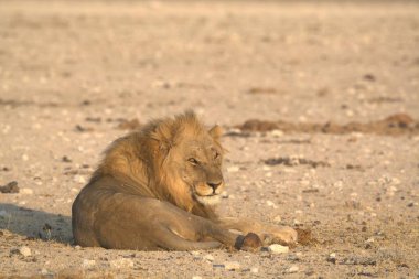 male lion laying on a dry sand in etosha national park, namibia