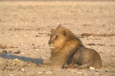 african lion in etosha national park namibia
