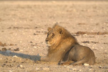 Güzel bir aslan manzarası.