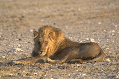 Namibya 'da Etoşa' da aslan