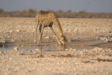 a male waterhole in the water of etosha in namibia