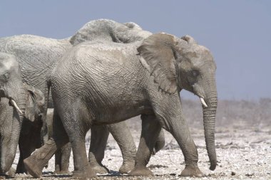 Afrika savanındaki Afrika fili.