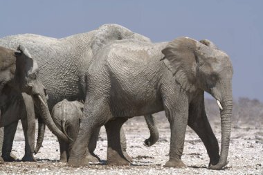 Filler etkin Milli Parkı'nda