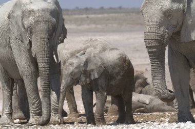 Namibya 'daki Etoşa Ulusal Parkı' ndaki filler