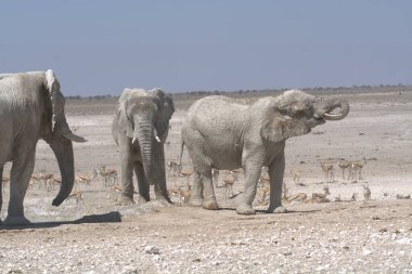 Etosha Parkı 'ndaki filler Namibya, Afrika