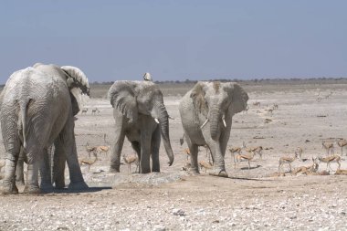 a group of elephants on etosha safari in namibia, africa