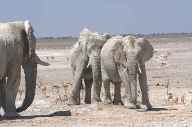 elephants walking in etosha national park
