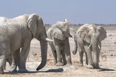 Kenya savanındaki Afrika fili