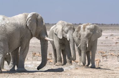 elephant family at etosha