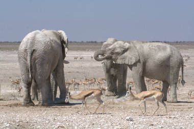 african elephants at etosha national park