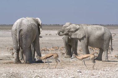elephant and elephant in etosha
