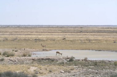 savana vahşi hayvanlar