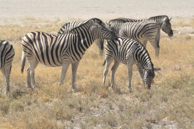 Zebra vahşi doğada