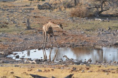 a giraffe drinking water in the etosha namibia