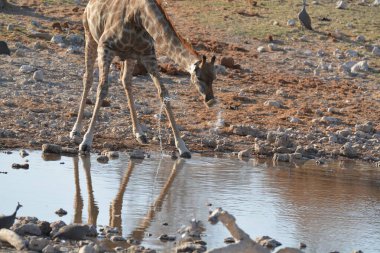 Hayvanat bahçesindeki zürafa