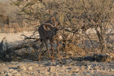 Afrikalı vahşi hayvanlar doğada