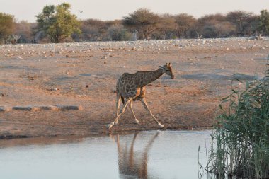 african wildlife in the kruger national park in africa