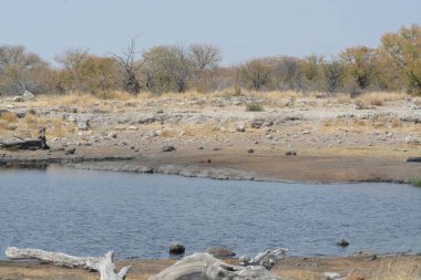 a closeup shot of a beautiful white water in the savannah