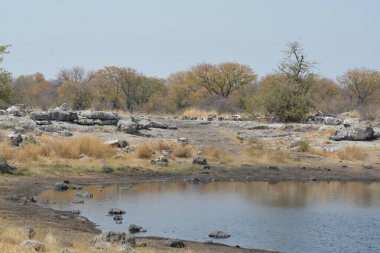a beautiful shot of a white and black cat in the park