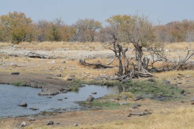 Ormanda nehri olan güzel bir manzara.