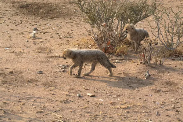 a wild wild dog in the desert in namibia