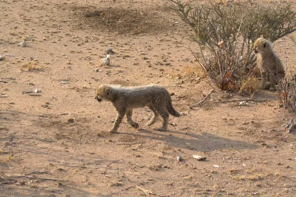 a wild dog in the desert of namibia